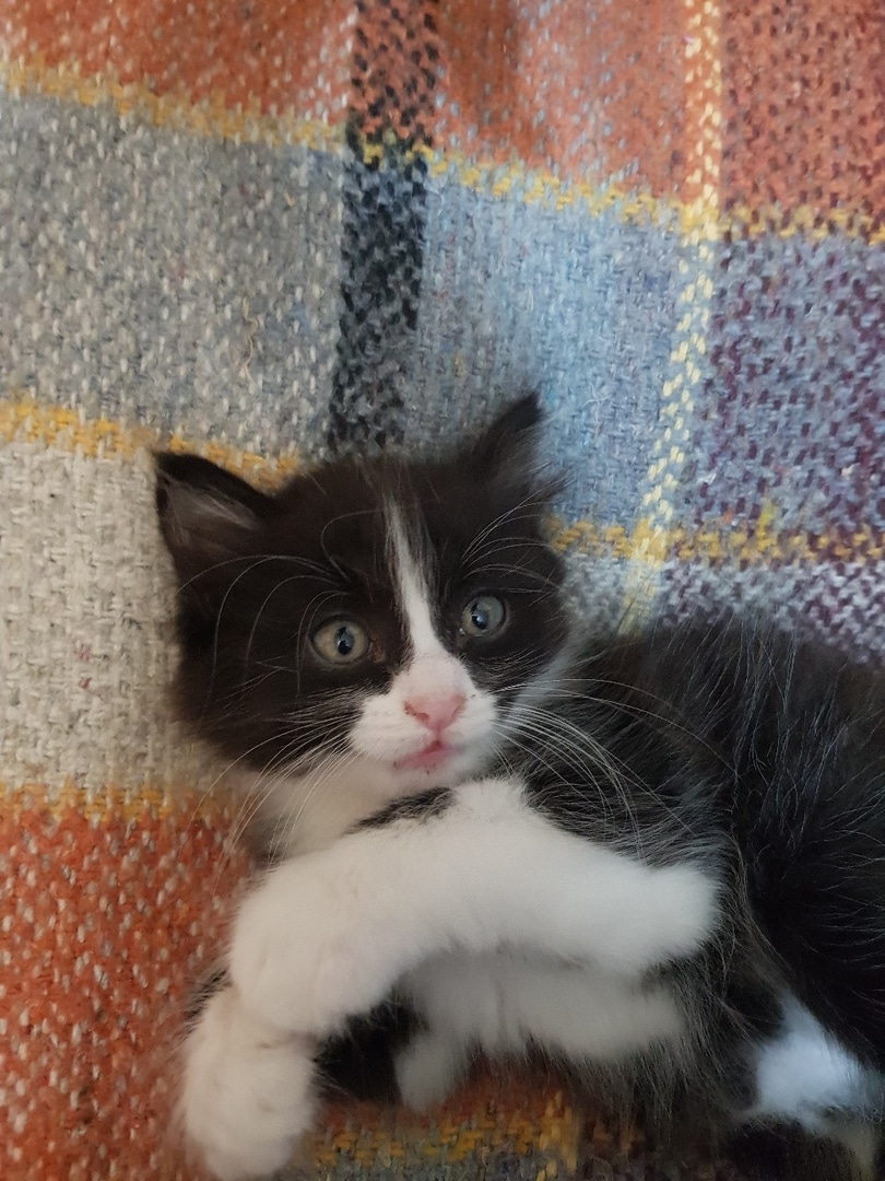 помощь уличному котенку котенок на кровати