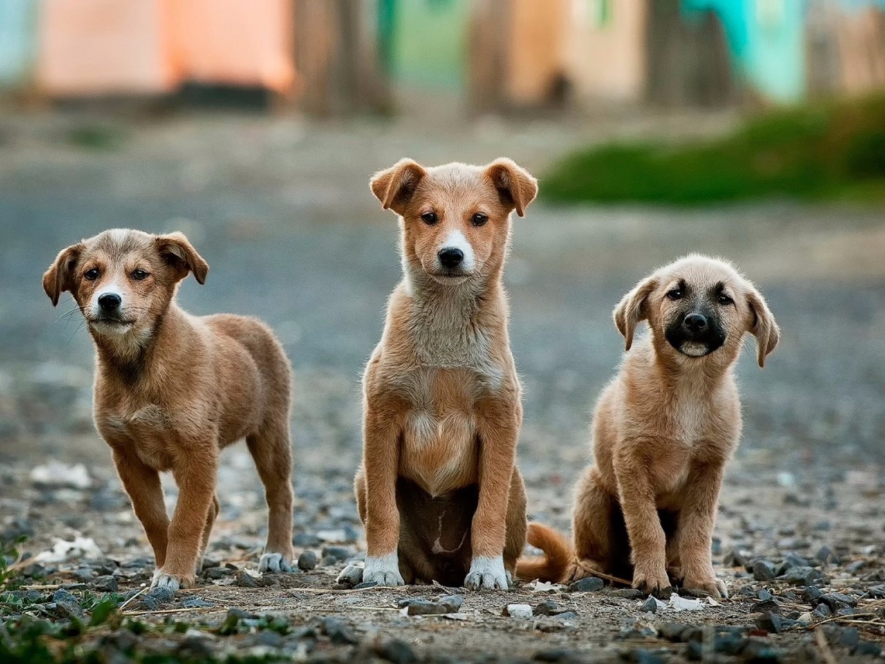 Requisitos para adoptar en españa