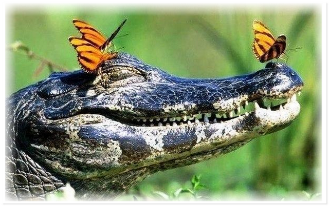 Улыбающиеся животные дарят минутку позитива людям Улыбающиеся животные дарят минутку позитива людям не всё так грустно