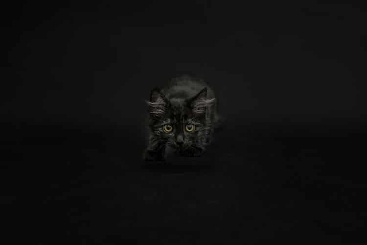 Чёрные кошки