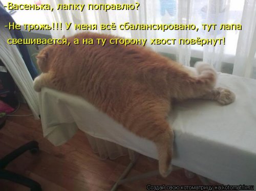 Новая котоматрица (21 фото)