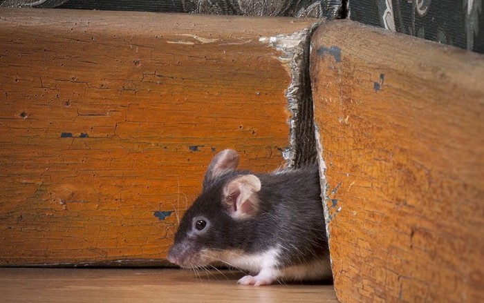 Мыши-малыши могут пролазить даже через сантиметровое отверстие / Фото: cdn.modernpest.com