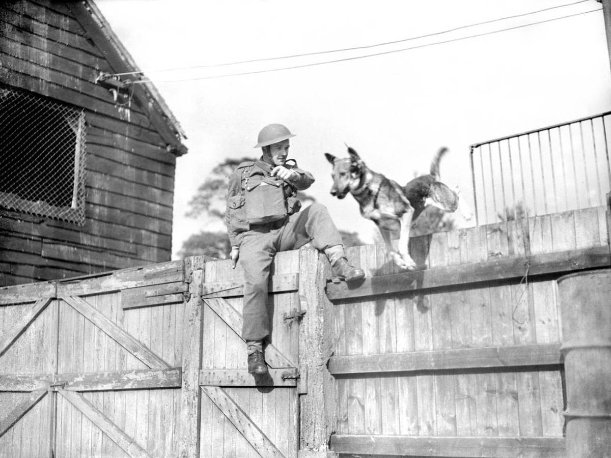 Четвероногий воин: история боевых псов Четвероногий воин: история боевых псов история,прикол