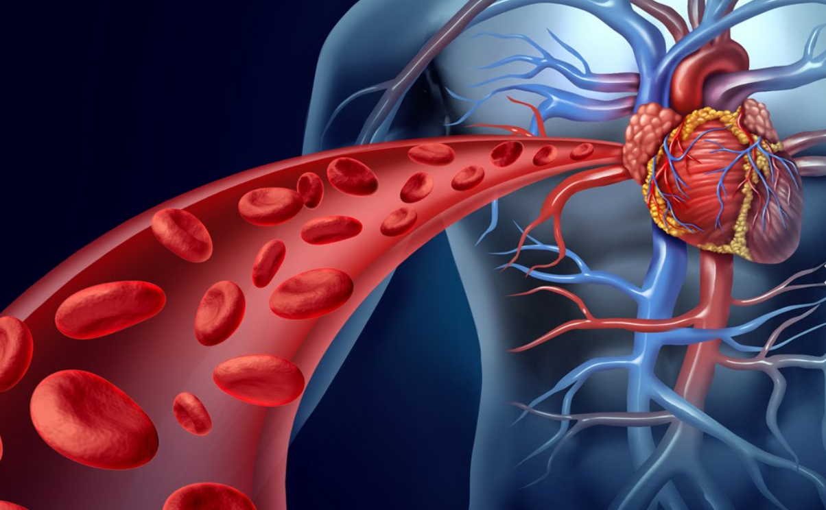 Чистая кровь - основа основ! Мы часто лечимся таблетками и бегаем по врачам, когда все что нужно - почистить кровь!