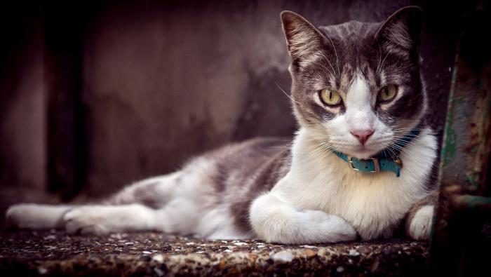 Интересные факты о котах и кошках приколы,смешные картинки,фото приколы