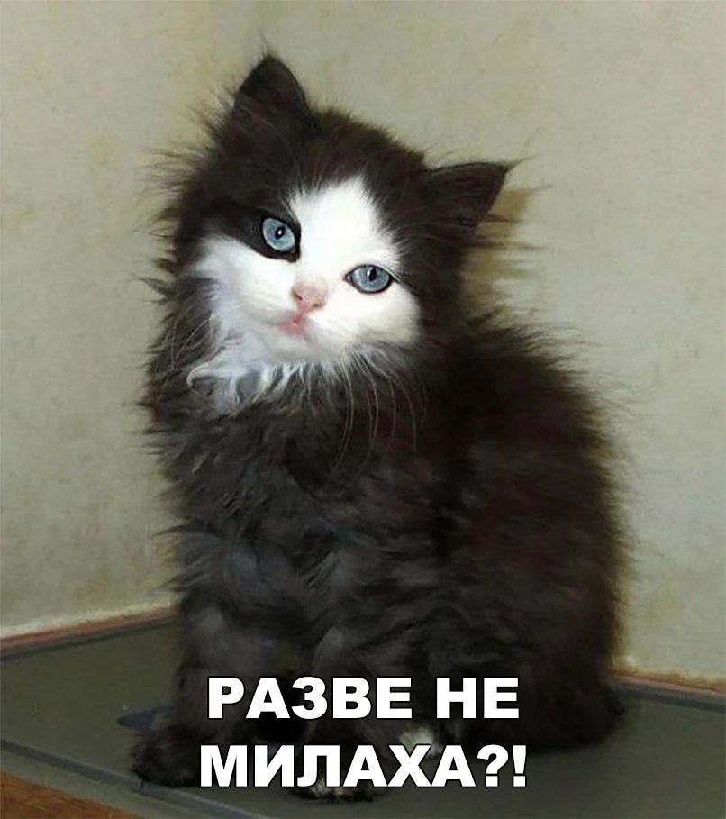 Прикольные и веселые картинки с надписями со смыслом 