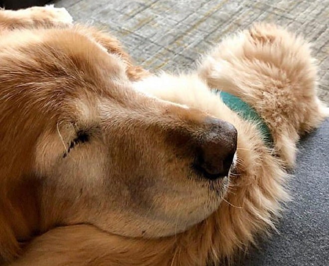 Преданный друг: маленький щенок протянул «лапу» помощи старенькому слепому псу