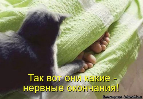 Новая котоматрица (21 фото)