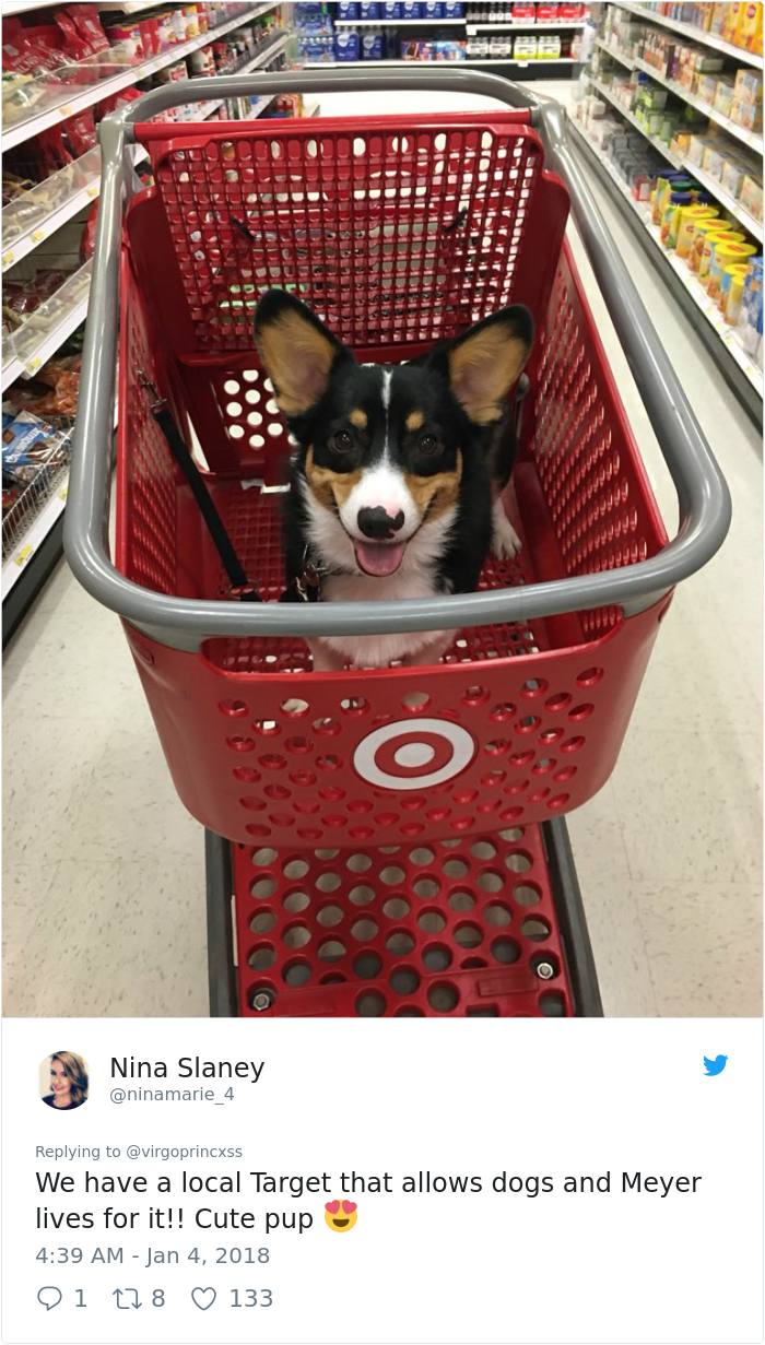 happy-dog-shopping-target-zira-the-corgi-virgoprincxss (4)