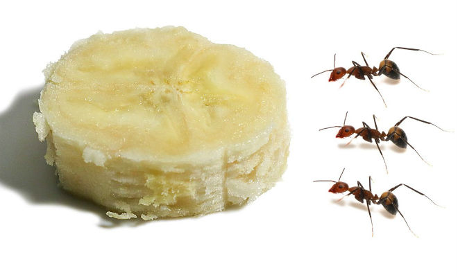 За сколько муравьи съедят банан