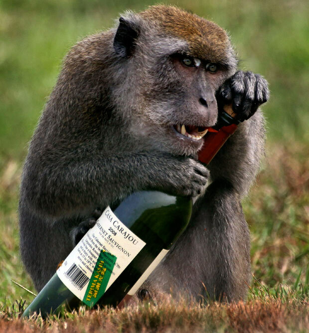 Животный алкоголизм время, одном, после, водку, людей, барду, обезьяны, слонов, животных, такой, быстро, алкоголю, барды, очень, будет, лучше, сидит, только, когда, поилку