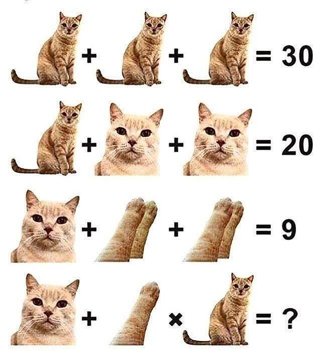 Карта кота по версии кота