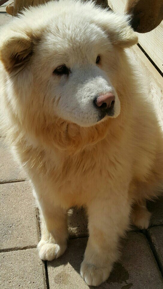 NTD-Dong-Jin-The-thin-to-Fluffy-Pup08