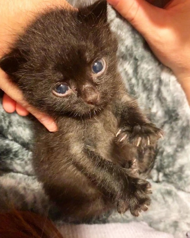 Котенок в одеялке