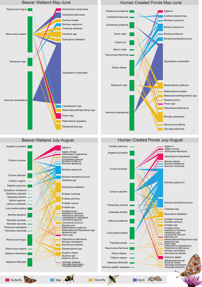 Рис. 4. Сети взаимосвязей между растениями и опылителями