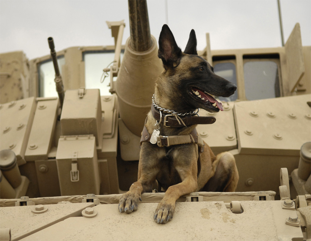 Четвероногий воин: история боевых псов Четвероногий воин: история боевых псов история,прикол