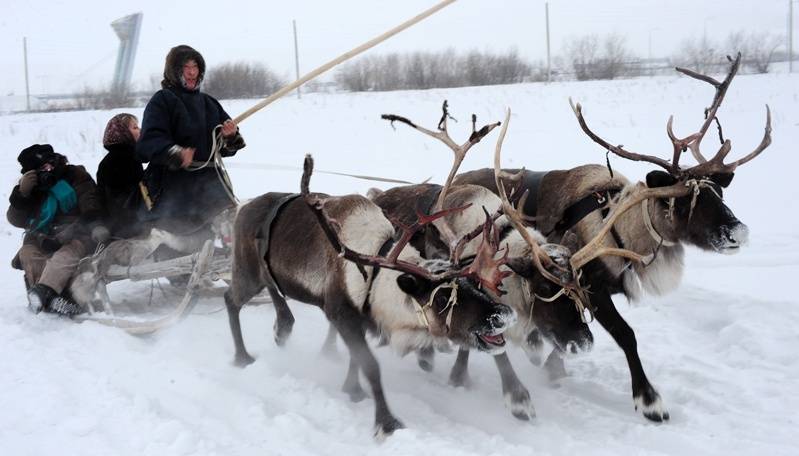 Кусочек красивой зимы с оленями Кусочек красивой зимы с оленями
