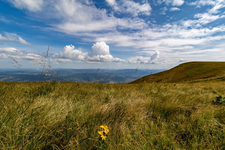 Lonely flower by Sergii Gamzin on 500px.com