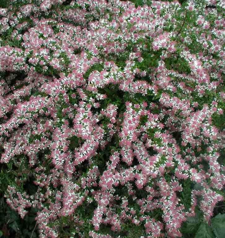 Многолетние астры - звёзды осеннего сада астры, Aster, растения, цветения, куста, можно, астра, особенно, высотой, кустарниковая, новобельгийская, почвы, сортов, гибридов, цветёт, новоанглийская, только, сентябре, время, мучнистой