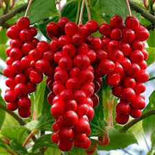 Китайский лимонник для зрения