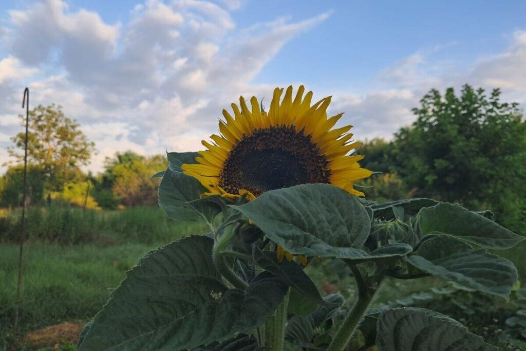 Врач предупредил о рисках из-за работы на даче