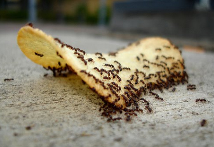 муравьи едят чипсы