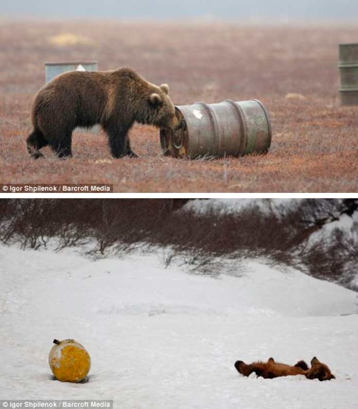 Медведи пьют керосин, это шокирует иностранцев в России