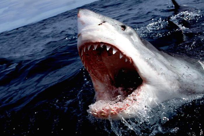 Сколько весит акула: рейтинг самых-самых