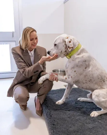 Княгиня Шарлен, князь Альбер II и члены монаршей семьи посетили приют для животных в Монако Шарлен, Альбер, князь, Монако, княгиня, Масси, животных, князя, приюта, семьи, Гримальди, Камилла, Стефания, принцесса, принцессы, ШарленКнягиня, МеланиАнтуанетта, IIКнягиня, Уиттсток, IIГарет