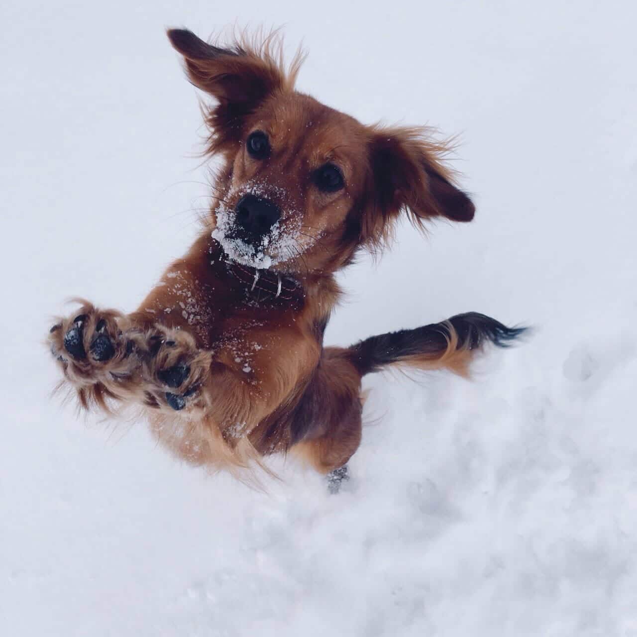 собака в снегу