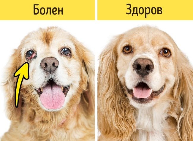 Какие признаки указывают на то, что питомца надо срочно показать ветеринару