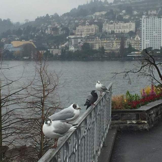 Они смогли влиться в новый коллектив и замаскироваться. Подборка смешных фото Они смогли влиться в новый коллектив и замаскироваться. Подборка смешных фото