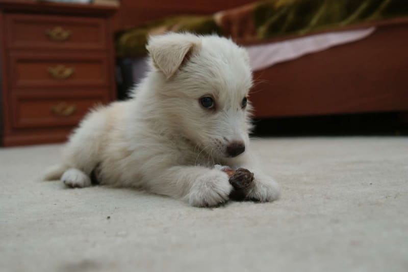 белый щенок