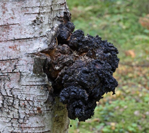 Чай из берёзовой чаги здоровье,народная медицина,полезные советы