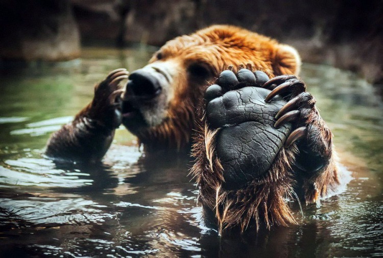 мишка чешет пятку мишка чешет пятку