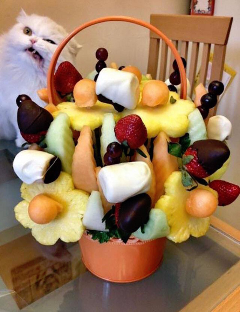 Внезапные коты коты, кошки, юмор
