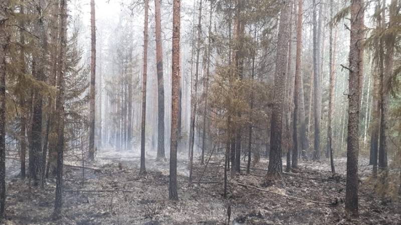 Более 20 лесных пожаров потушили в России за сутки