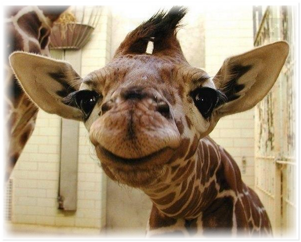 Улыбающиеся животные дарят минутку позитива людям Улыбающиеся животные дарят минутку позитива людям не всё так грустно