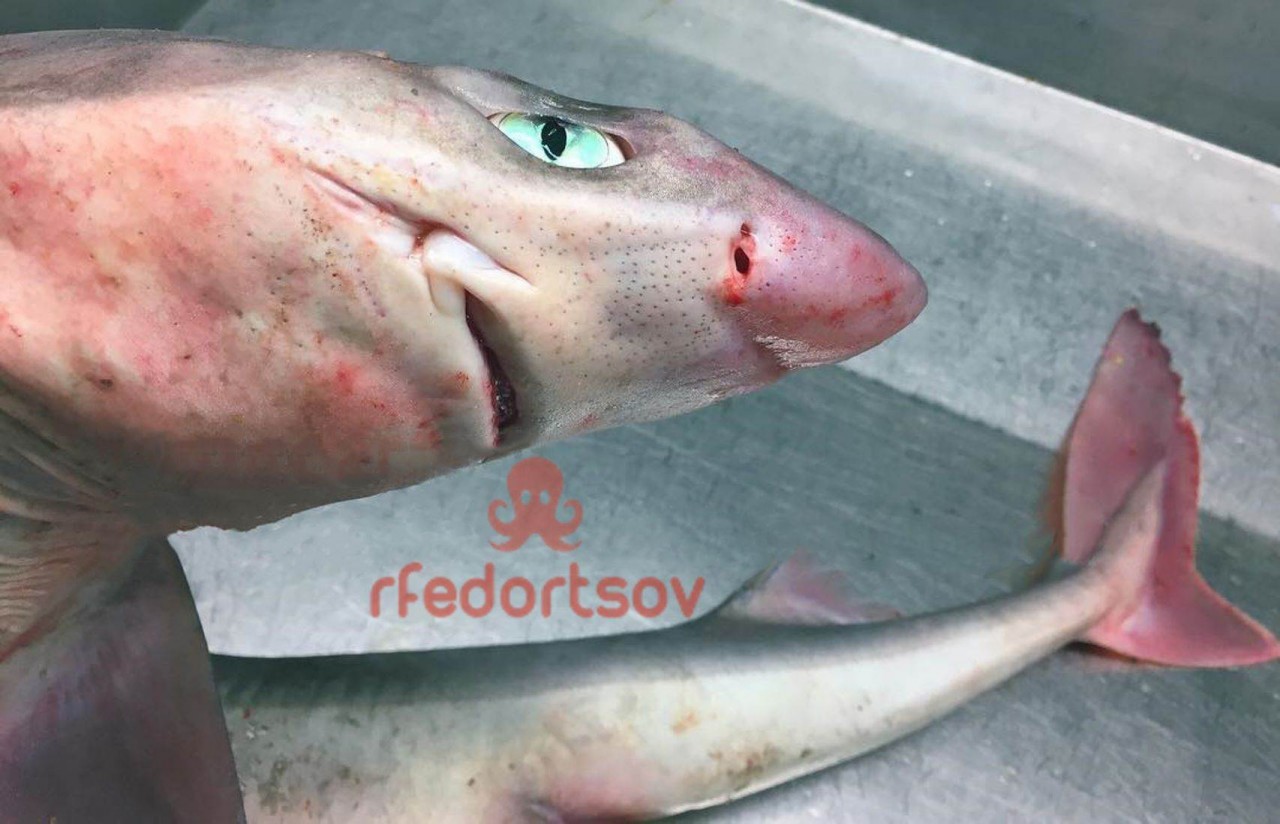 Монстры из глубин: свежая порция жутких рыбин и морских гадов