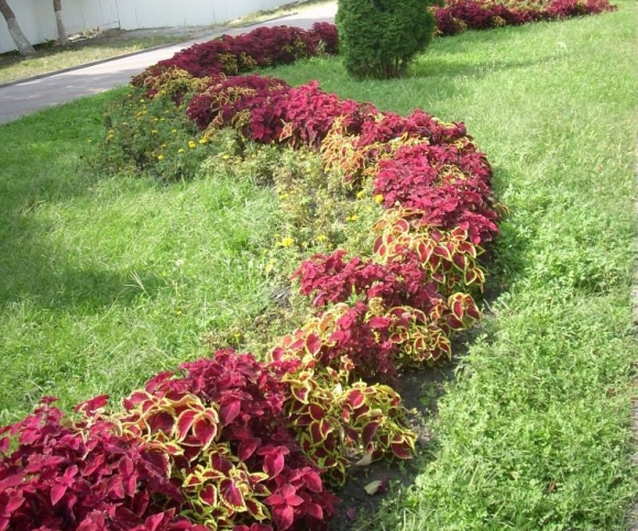 Садовая рабатка с разноцветным колеусом