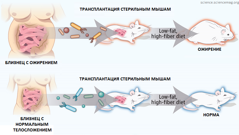 Микробиота ожирения микробиоты, ожирения, микробиоту, человека, микробиота, через, бактерий, антибиотиков, образом, Таким, более, массы, геном, которые, мышей, микрофлорой, время, трансплантации, может, также