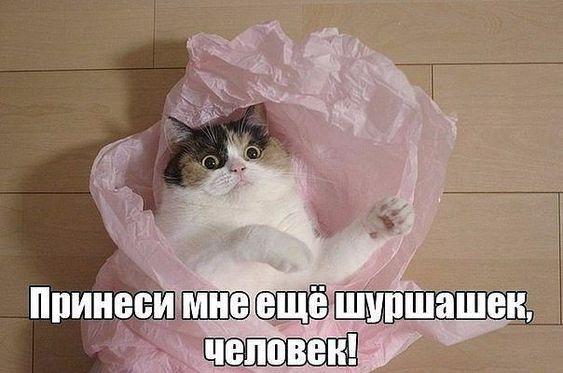 Свежий юмор для хорошего настроения 