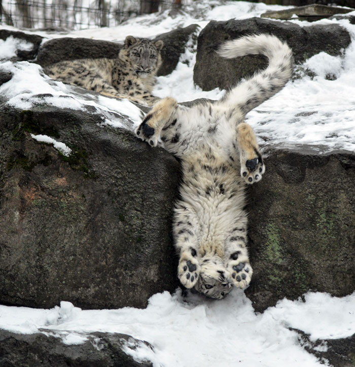 Snow Leopard