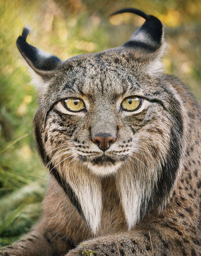 Iberian Lynx