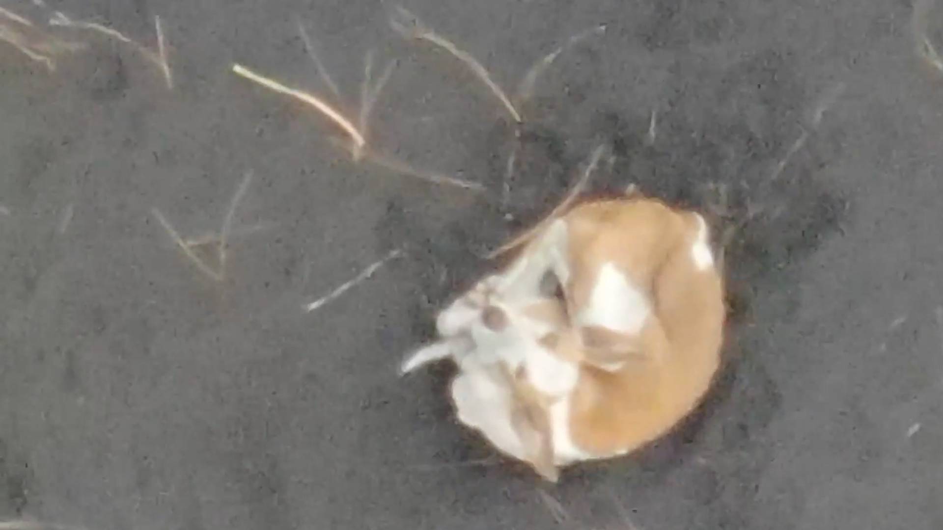 Испанские спасатели вытащат собак из западни с помощью вертолета