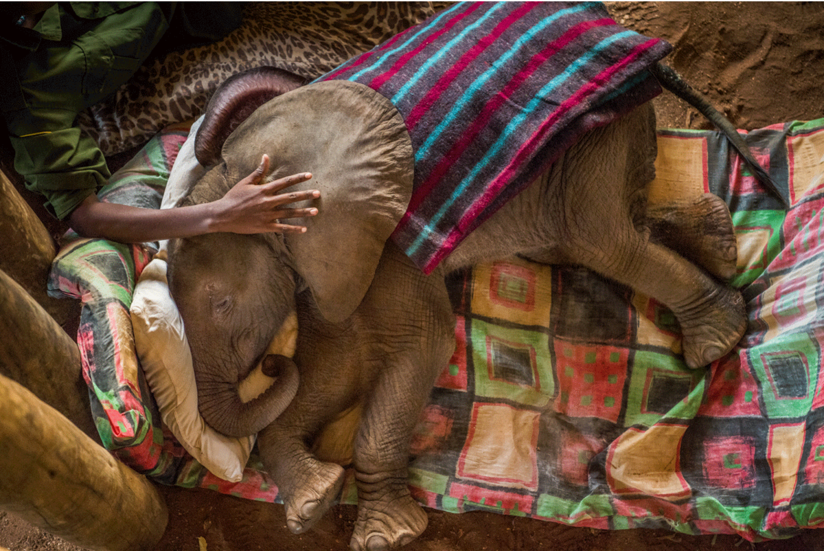 Reteti Elephant Sanctuary, Kenya  
Ami Vitale | Missoula, United States
