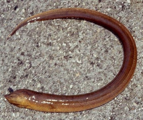 Странные вещи, которые были найдены в человеческом желудке Странные вещи, которые были найдены в человеческом желудке болезни