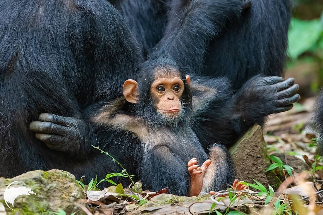 15 фото малышей животных, при виде которых ты будешь улыбаться даже в хмурый день! детеныши