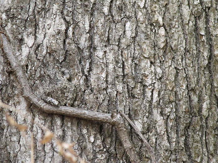 Gray Treefrog