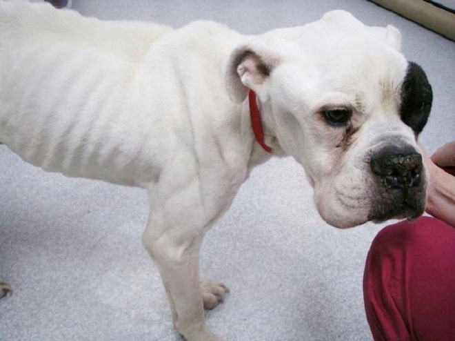 «Скелет на дороге»: пес был найден за сутки до смерти, но он сумел выжить «Скелет на дороге»: пес был найден за сутки до смерти, но он сумел выжить